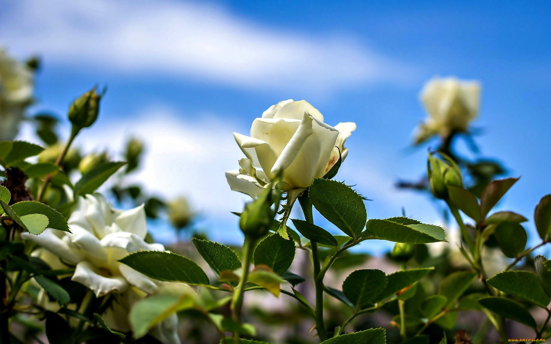 Белые розы в природе